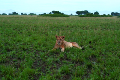 east africa, picture 7: queen elizabeth. click on the image to go to the next picture